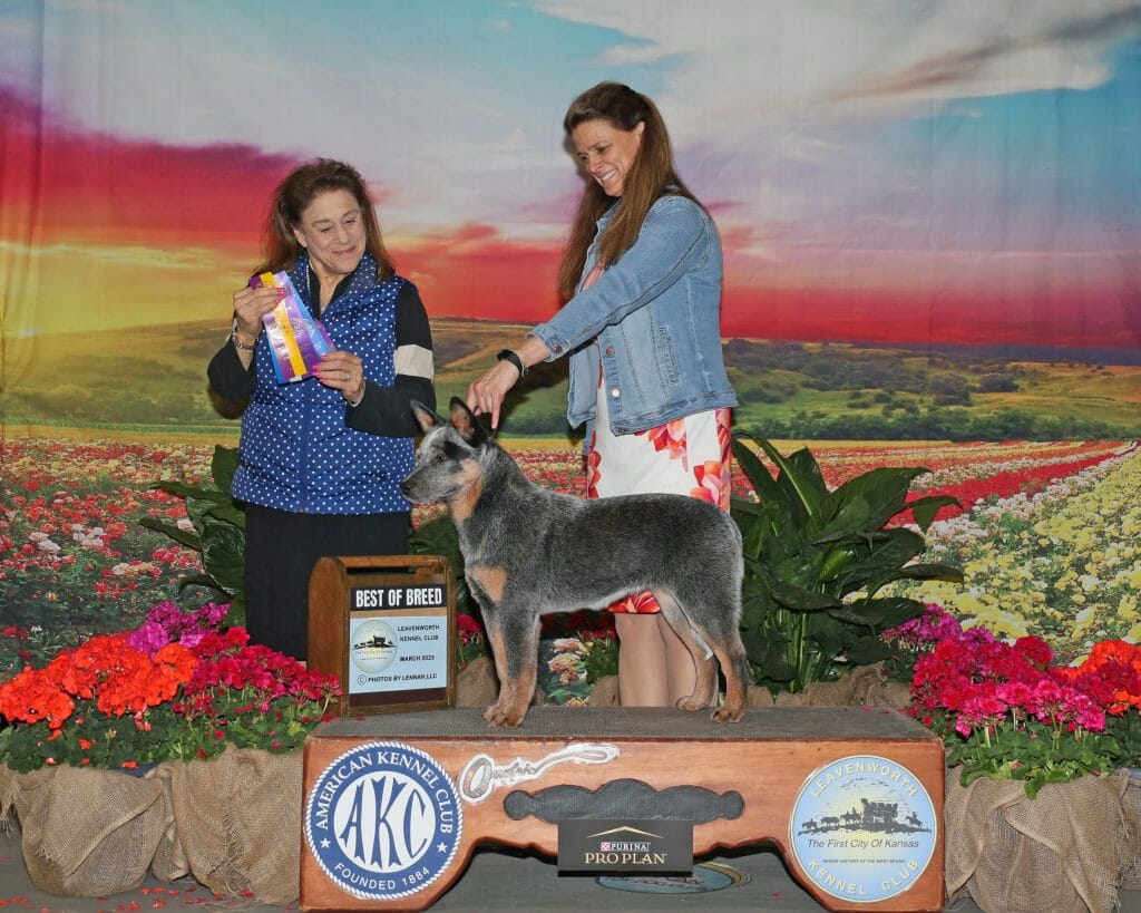 Photo of CH Turnabout FireLivesOnThePrairie, a Blue with Black and Tan Australian Cattle Dog.