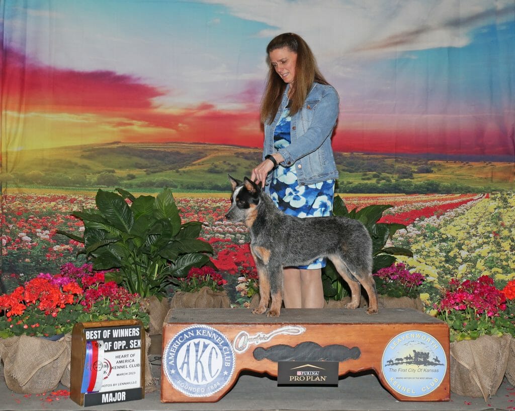 Photo of CH Turnabout IronsInTheFire, a Blue with Black and Tan Australian Cattle Dog.