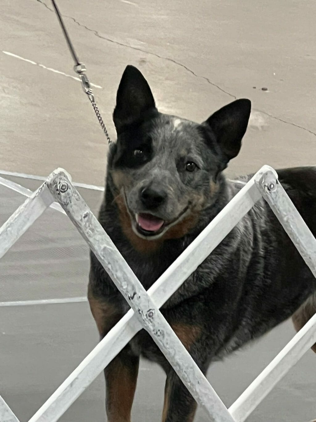 Photo of GCH CH Turnabout On The Sly, a Blue with Black and Tan Australian Cattle Dog.