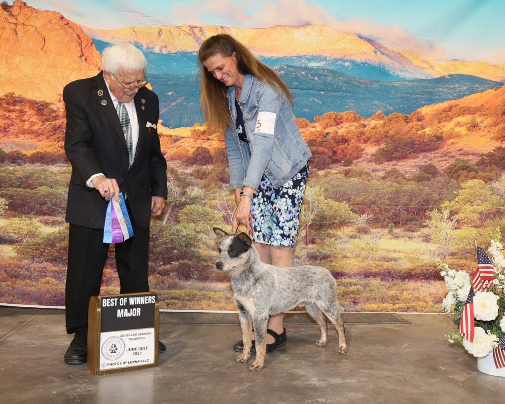 Photo of CH Cobbers Have A Cigar @ Turnabout, a Blue with Black and Tan Australian Cattle Dog.