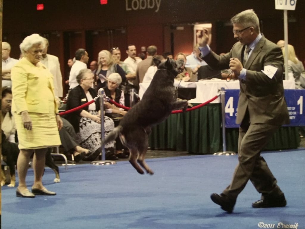 Photo of GCHG CH Duwest Jackrabbit RN, a Blue with Black and Tan Australian Cattle Dog.