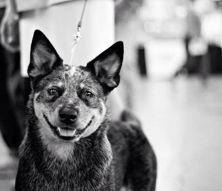 Photo of GCH CH Turnabout A League of Their Own, a Blue with Black and Tan Australian Cattle Dog.