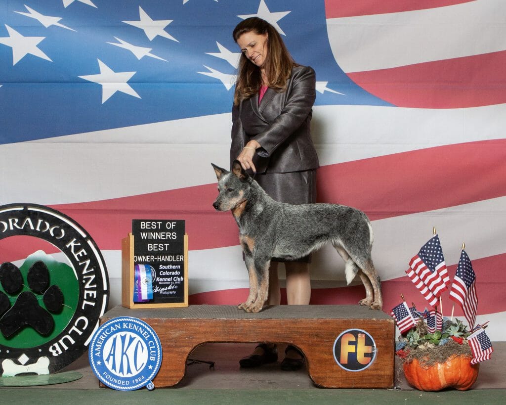 Photo of CH Turnabout Agent 99, a Blue with Black and Tan Australian Cattle Dog.