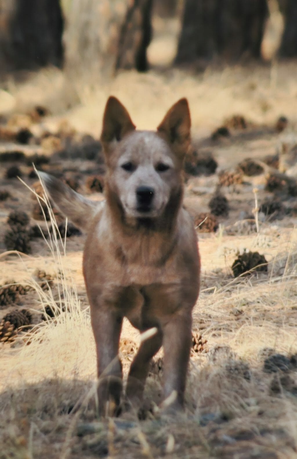 Photo of GCH CH Turnabout Blue Ain’t Your Color, a Red Australian Cattle Dog.