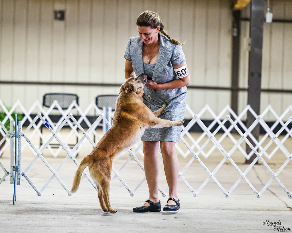 Photo of GCH CH Turnabout Dulce de Leche, a Red Australian Cattle Dog.