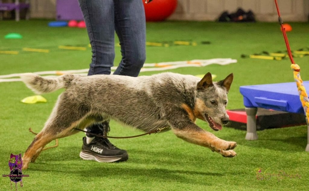 Photo of Turnabout N Outrun Speaks Out of Turn, a Blue with Black and Tan Australian Cattle Dog.