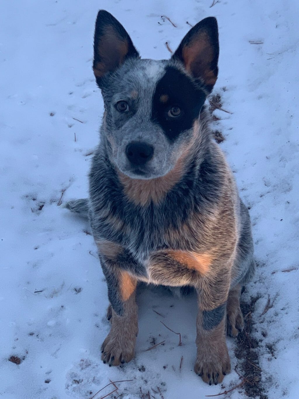 Photo of Turnabout Notorious, a Blue with Black and Tan Australian Cattle Dog.