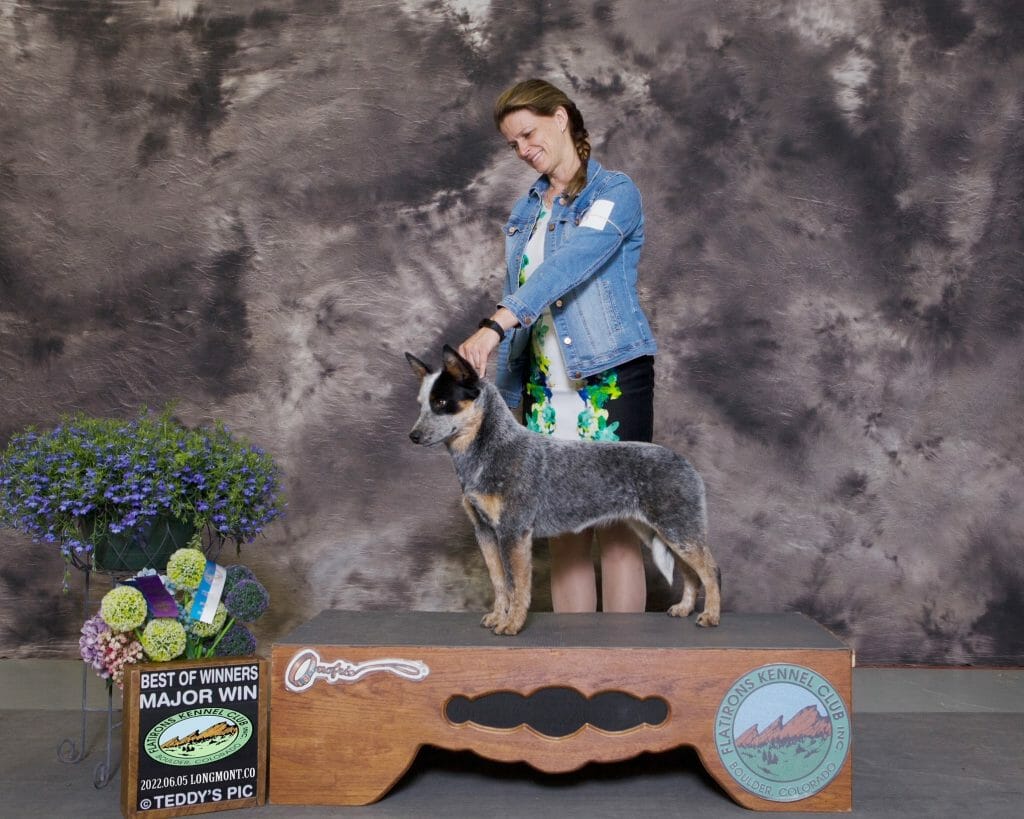 Photo of GCH CH Turnabout Some Kind of Wonderful, a ColorBlue with Black and Tan Australian Cattle Dog.