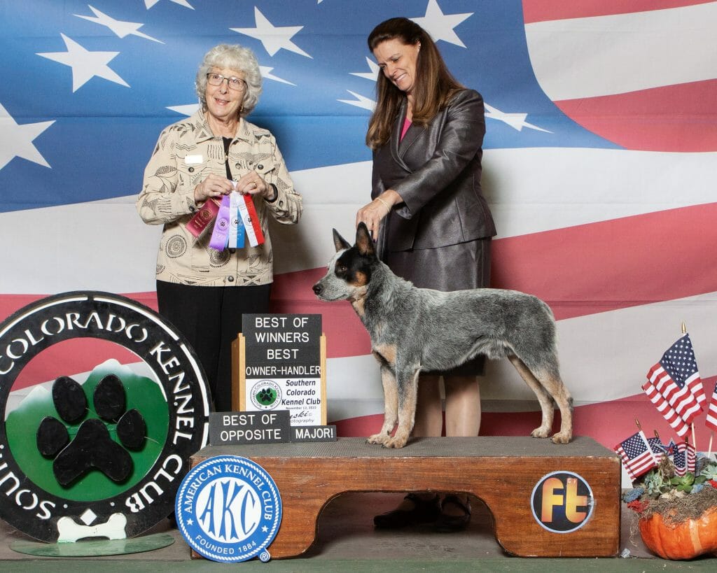 Photo of GCH Turnabout The Untouchables, a Blue with Black and Tan Australian Cattle Dog.