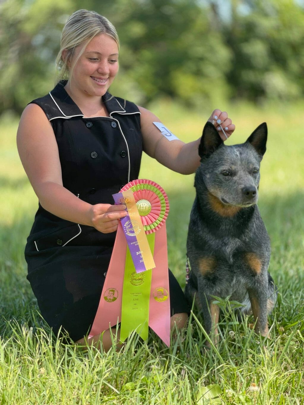 Photo of GCHS CH RDiamondBar N Turnabout Roses R Red CGC TKN, a Blue with Black and Tan Markings Australian Cattle Dog.
