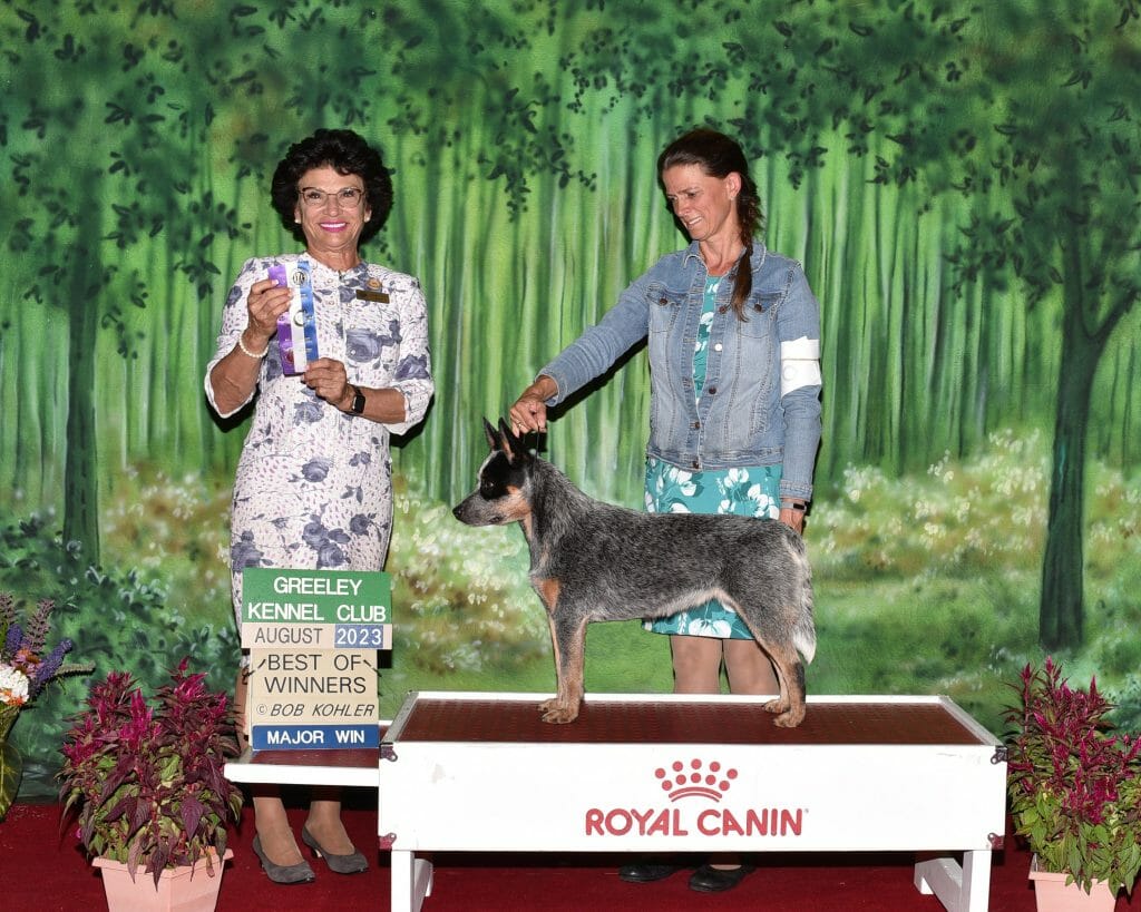 Photo of GCH CH Turnabout N Hurricanedeck Buckle Up, a Blue with Black and Tan Markings Australian Cattle Dog.