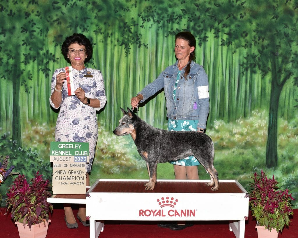 Photo of GCH CH Turnabout Pretty Woman, a Blue with black and tan markings Australian Cattle Dog.