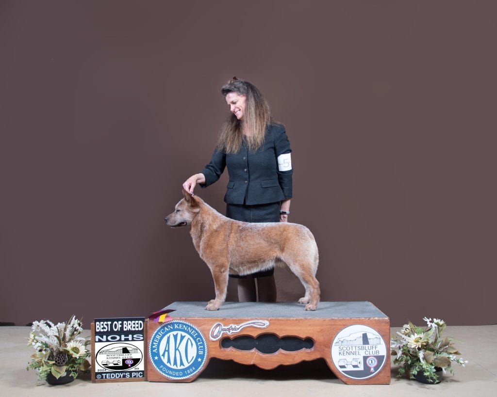 Photo of GCHB CH RDiamondBar Shining Spark at Bandicoot BN RI CGC TKN, a Red Australian Cattle Dog.