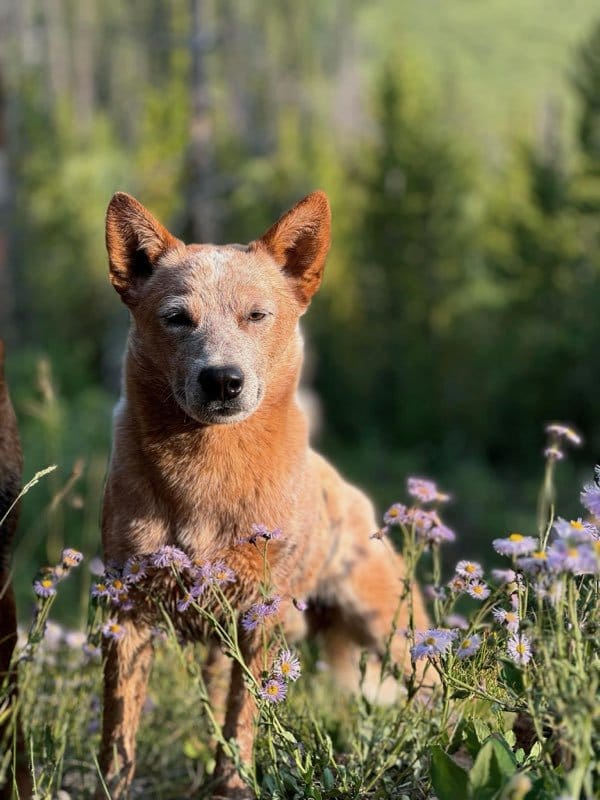 Photo of CH Turnabout Clam Before the Storm, a Red Speckled, Red Markings Australian Cattle Dog.