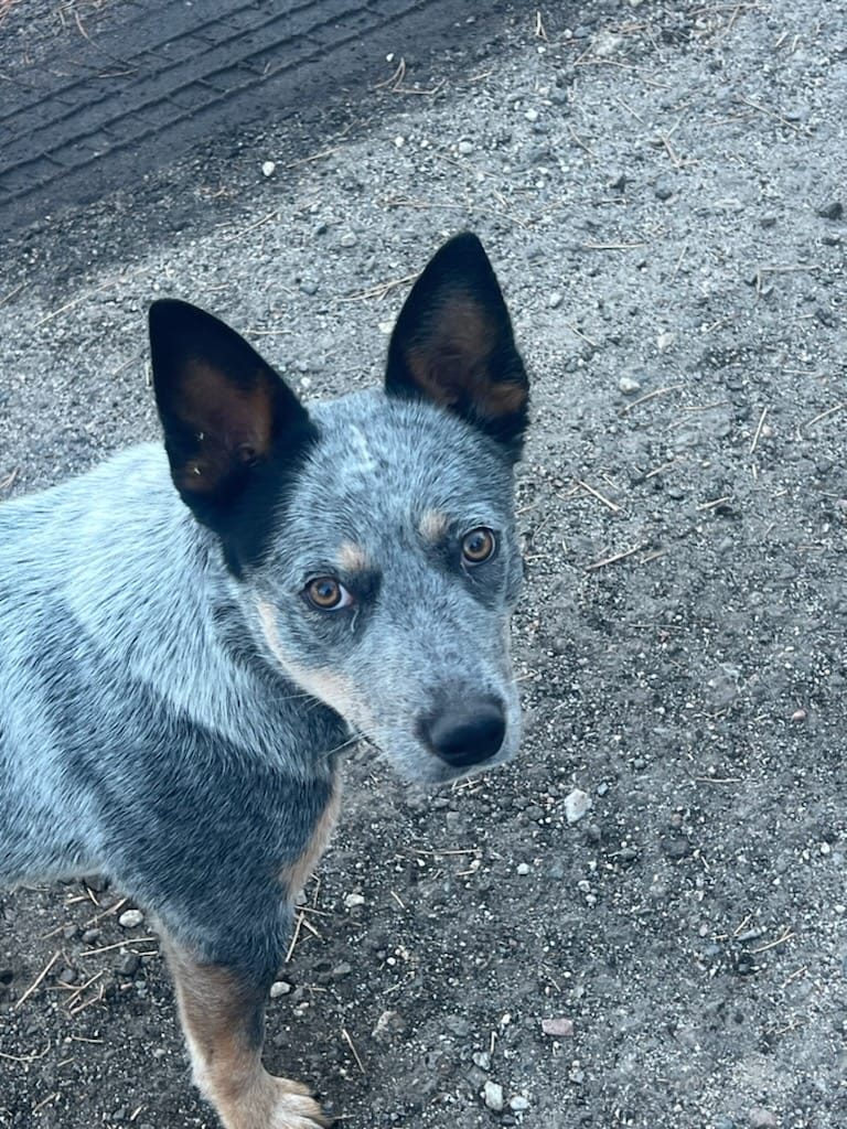 Photo of Turnabout District 12, a Blue with Black and Tan Australian Cattle Dog.