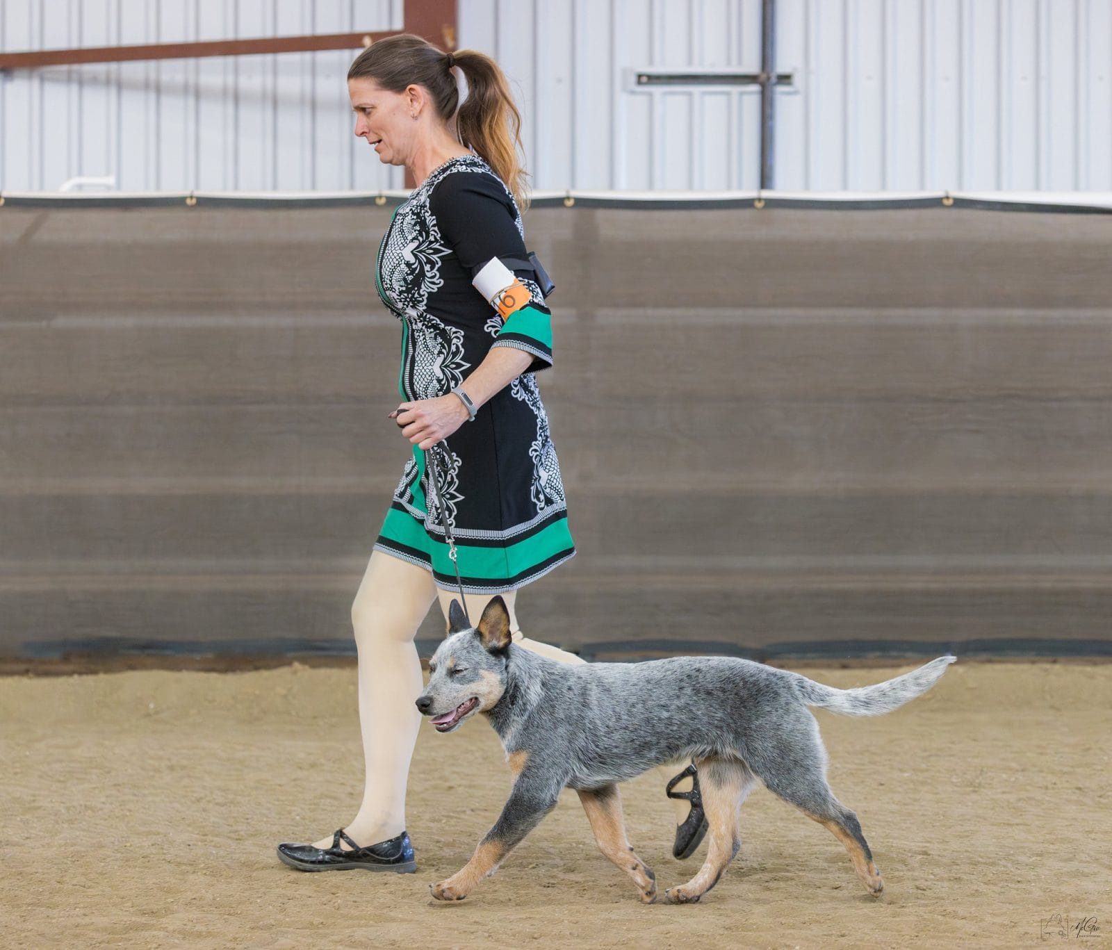Photo of Turnabout Wayfarer, a Blue Australian Cattle Dog.